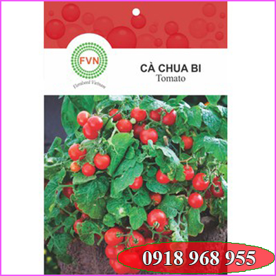 In túi hạt giống| baobigiaphat.vn
